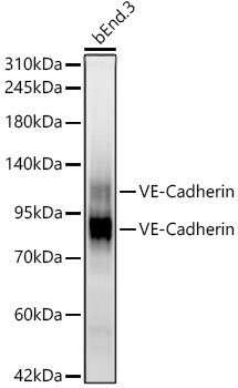 Western blot analysis of lysates from bEnd.3 cells using VE-Cadherin Rabbit mAb at 1:1000 dilution.|Secondary antibody: HRP-conjugated Goat anti-Rabbit IgG (H+L) at 1:10000 dilution.|Lysates/proteins: 25μg per lane.|Blocking buffer: 3% nonfat dry milk in TBST.|Detection: ECL Basic Kit.|Exposure time: 90s.