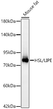 Western blot analysis of lysates from Mouse fat, using HSL/LIPE Rabbit mAb at 1:8000 dilution.|Secondary antibody: HRP-conjugated Goat anti-Rabbit IgG (H+L) at 1:10000 dilution.|Lysates/proteins: 25μg per lane.|Blocking buffer: 3% nonfat dry milk in TBST.|Detection: ECL Basic Kit.|Exposure time: 10s.