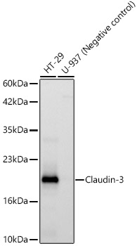 Western blot analysis of various lysates, using Claudin-3 Rabbit mAb at 1:1000 dilution.|Secondary antibody: HRP-conjugated Goat anti-Rabbit IgG (H+L) at 1:10000 dilution.|Lysates/proteins: 25μg per lane.|Blocking buffer: 3% nonfat dry milk in TBST.|Detection: ECL Basic Kit.|Exposure time: 10s.