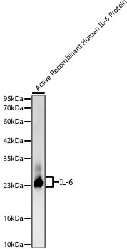 Western blot analysis of Recombinant Human IL-6 Protein , using IL-6 Rabbit mAb at 1:1000 dilution.|Secondary antibody: HRP-conjugated Goat anti-Rabbit IgG (H+L) at 1:10000 dilution.|Lysates/proteins: 10 ng per lane.|Blocking buffer: 3% nonfat dry milk in TBST.|Detection: ECL Basic Kit.|Exposure time: 20 s.