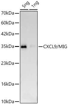Western blot analysis of lysates from Recombinant Human CXCL9/MIG Protein  using CXCL9/MIG Rabbit mAb at 1:1000 dilution incubated overnight at 4℃.|Secondary antibody: HRP-conjugated Goat anti-Rabbit IgG (H+L) at 1:10000 dilution.|Lysates/proteins: 5ng,1ng per lane.|Blocking buffer: 3% nonfat dry milk in TBST.|Detection: ECL Basic Kit.|Exposure time: 20s.
