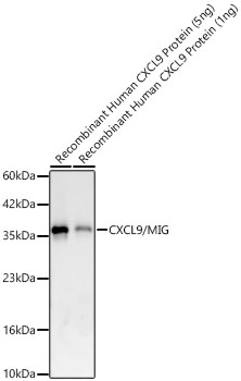 Western blot analysis of recombinant Human CXCL9 Protein using CXCL9/MIG Protein Rabbit mAb at 1:1000 dilution. |Secondary antibody: HRP-conjugated Goat anti-Rabbit IgG (H+L) at 1:10000 dilution.|Lysates/proteins: 5ng/1ng per lane.|Blocking buffer: 3% nonfat dry milk in TBST.|Detection: ECL Basic Kit.|||Exposure time: 30s.