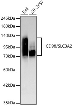 Western blot analysis of various lysates, using [KD Validated] CD98/SLC3A2 Rabbit mAb at 1:1000 dilution.|Secondary antibody: HRP-conjugated Goat anti-Rabbit IgG (H+L) at 1:10000 dilution.|Lysates/proteins: 25μg per lane.|Blocking buffer: 3% nonfat dry milk in TBST.|Detection: ECL Basic Kit.|Exposure time: 45s.