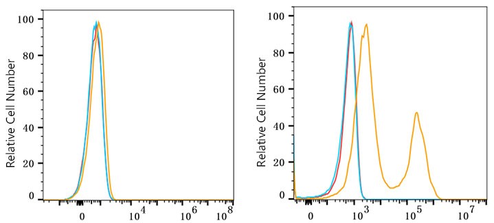 Flow cytometry: 1X10^6 293F cells (negative control,left) and 293F (Transfection,right) cells were surface-stained with CD39/ENTPD1 Rabbit mAb or PSFlo 488 Rabbit IgG isotype control, followed by FITC conjugated goat anti-Rabbit pAb staining. Non-fluorescently stained cells were used as blank control (red line).