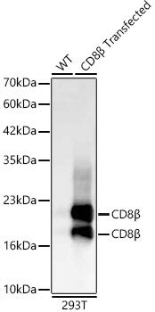 Western blot analysis of lysates from wild type (WT) and 293T cells transfected with CD8β, using CD8β Rabbit mAb at 1:80000 dilution.|Secondary antibody: HRP-conjugated Goat anti-Rabbit IgG (H+L) at 1:10000 dilution.|Lysates/proteins: 25μg per lane.|Blocking buffer: 3% nonfat dry milk in TBST.|Detection: ECL Basic Kit.|Exposure time: 20s.