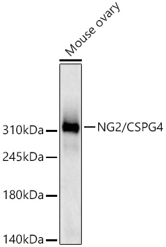 Western blot analysis of lysates from Mouse ovary using NG2/CSPG4 Rabbit mAb at 1:1000 dilution incubated overnight at 4℃.|Secondary antibody: HRP-conjugated Goat anti-Rabbit IgG (H+L) at 1:10000 dilution.|Lysates/proteins: 25 μg per lane.|Blocking buffer: 3% nonfat dry milk in TBST.|Detection: ECL Basic Kit.|Exposure time: 60s.