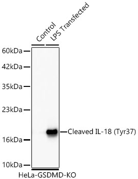 Western blot analysis of lysates from GSDMD knockout (KO) HeLa cells and GSDMD knockout (KO) HeLa cells transfected with LPS using Cleaved IL-18 (Tyr37) Rabbit mAb at 1:1000 dilution incubated overnight at 4℃.|Secondary antibody: HRP-conjugated Goat anti-Rabbit IgG (H+L) at 1:10000 dilution.|Lysates/proteins: 25 μg per lane.|Blocking buffer: 3% nonfat dry milk in TBST.|Detection: ECL Basic Kit.|Exposure time:60s.|WB samples for antibody validation are kindly provided by Dr. Feng Shao, NIBS