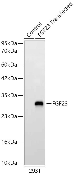Western blot analysis of lysates from 293T cells using FGF23 Rabbit mAb at 1:9000 dilution incubated overnight at 4℃.|Secondary antibody: HRP-conjugated Goat anti-Rabbit IgG (H+L) at 1:10000 dilution.|Lysates/proteins: 20 μg per lane.|Blocking buffer: 3% nonfat dry milk in TBST.|Detection: ECL Basic Kit.|Exposure time: 5s.