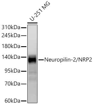 Western blot analysis of lysates from U-251 MG cells using Neuropilin-2/NRP2 Rabbit mAb at 1:1000 dilution.|Secondary antibody: HRP-conjugated Goat anti-Rabbit IgG (H+L) at 1:10000 dilution.|Lysates/proteins: 25 μg per lane.|Blocking buffer: 3% nonfat dry milk in TBST.|Detection: ECL Basic Kit.|Exposure time: 30s.