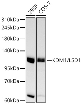 Western blot analysis of various lysates using KDM1/LSD1 Rabbit mAb at 1:1000 dilution.| Secondary antibody: HRP-conjugated Goat anti-Rabbit IgG (H+L) at 1:10000 dilution.| Lysates / proteins: 25 μg per lane.| Blocking buffer: 3 % nonfat dry milk in TBST.| Detection: ECL Basic Kit.| Exposure time: 60s.