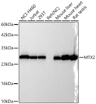 Western blot analysis of various lysates using MTX2 Rabbit mAb at 1:4000 dilution incubated overnight at 4℃.|Secondary antibody: HRP-conjugated Goat anti-Rabbit IgG (H+L) at 1:10000 dilution.|Lysates/proteins: 25 μg per lane.|Blocking buffer: 3% nonfat dry milk in TBST.|Detection: ECL Basic Kit.|Negative control (NC): Reh.|Exposure time: 10 s.