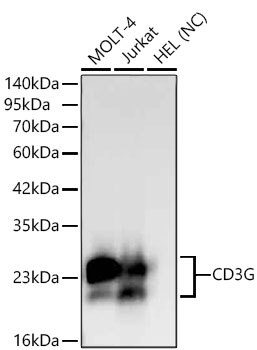Western blot analysis of various lysates using CD3G Rabbit mAb at 1:3000 dilution.|Secondary antibody: HRP-conjugated Goat anti-Rabbit IgG (H+L) at 1:10000 dilution.|Lysates/proteins: 25μg per lane.|Blocking buffer: 3% nonfat dry milk in TBST.|Detection: ECL Basic Kit.|Negative control (NC):HEL|Exposure time: 20s.