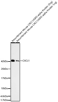 Western blot analysis of recombinant mouse CXCL1/GRO-alpha Protein using CXCL1 Rabbit mAb at 1:1000 dilution.|Secondary antibody: HRP-conjugated Goat anti-Rabbit IgG (H+L) at 1:10000 dilution.|Lysates/proteins: 5ng/1ng per lane.|Blocking buffer: 3% nonfat dry milk in TBST.|Detection: ECL Basic Kit.|Exposure time: 90s.