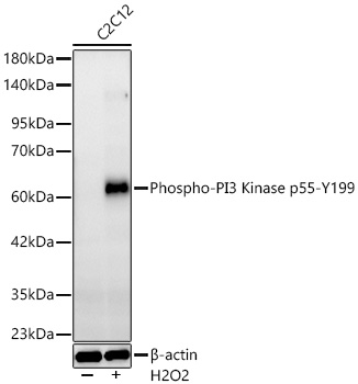 Western blot analysis of lysates from C2C12 cells using Phospho-PI3 Kinase p55-Y199 Rabbit mAb at 1:5000 dilution. C2C12 cells were treated with Hydrogen Peroxide (2 nM) at 37℃ for 15 minutes after serum-starvation overnight.|Secondary antibody: HRP-conjugated Goat anti-Rabbit IgG (H+L) at 1:10000 dilution.|Lysates/proteins: 25 μg per lane.|Blocking buffer: 3% nonfat dry milk in TBST.|Detection: ECL Basic Kit.|Exposure time: 60s.