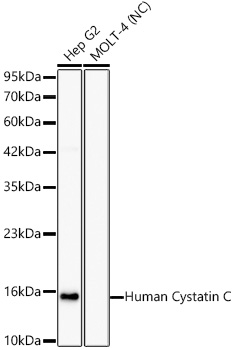 Western blot analysis of various lysates using Cystatin C Rabbit mAb at 1:1000 dilution.|Secondary antibody: HRP-conjugated Goat anti-Rabbit IgG (H+L) at 1:10000 dilution.|Lysates/proteins: 25 μg per lane.|Blocking buffer: 3% nonfat dry milk in TBST.|Detection: ECL Basic Kit.|Negative control (NC): MOLT-4.|Exposure time: 60s.