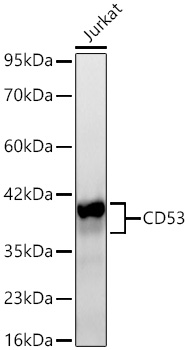 Western blot analysis of lysates from Jurkat cells using CD53 Rabbit mAb at 1:1000 dilution incubated overnight at 4℃.|Secondary antibody: HRP-conjugated Goat anti-Rabbit IgG (H+L) at 1:10000 dilution.|Lysates/proteins: 25 μg per lane.|Blocking buffer: 3% nonfat dry milk in TBST.|Detection: ECL Basic Kit.|Exposure time: 20s.