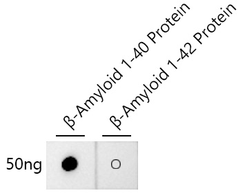 Dot-blot analysis of β-Amyloid 1-40 and β-Amyloid 1-42 proteins using β-Amyloid(1-40) Rabbit mAb at 1:1000 dilution.