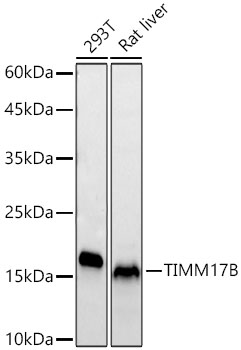 Western blot analysis of various lysates using TIMM17B Rabbit mAb at 1:3000 dilution.|Secondary antibody: HRP-conjugated Goat anti-Rabbit IgG (H+L) at 1:10000 dilution.|Lysates/proteins: 25μg per lane.|Blocking buffer: 3% nonfat dry milk in TBST.|Detection: ECL Basic Kit.|Exposure time: 30s.