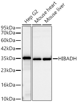 Western blot analysis of various lysates using HIBADH Rabbit mAb at 1:3000 dilution incubated overnight at 4℃.|Secondary antibody: HRP-conjugated Goat anti-Rabbit IgG (H+L) at 1:10000 dilution.|Lysates/proteins: 25 μg per lane.|Blocking buffer: 3% nonfat dry milk in TBST.|Detection: ECL Basic Kit.|Exposure time: 10s.