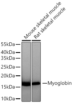 Western blot analysis of various lysates using Myoglobin Rabbit mAb at 1:5000 dilution incubated overnight at 4℃.|Secondary antibody: HRP-conjugated Goat anti-Rabbit IgG (H+L) at 1:10000 dilution.|Lysates/proteins: 25 μg per lane.|Blocking buffer: 3% nonfat dry milk in TBST.|Detection: ECL Basic Kit.|Exposure time: 1s.