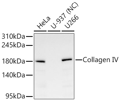 Western blot analysis of various lysates using Collagen IV Rabbit mAb at 1:1000 dilution.|Secondary antibody: HRP-conjugated Goat anti-Rabbit IgG (H+L) at 1:10000 dilution.|Lysates/proteins: 25 μg per lane.|Blocking buffer: 3% nonfat dry milk in TBST.|Detection: ECL Basic Kit.|Negative control (NC): U-937.|Exposure time: 45s.