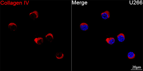 Confocal imaging of U266 cells using Collagen IV Rabbit mAb followed by a further incubation with Cy3 Goat Anti-Rabbit IgG (H+L) (Red). DAPI was used for nuclear staining (Blue). Objective: 100x.