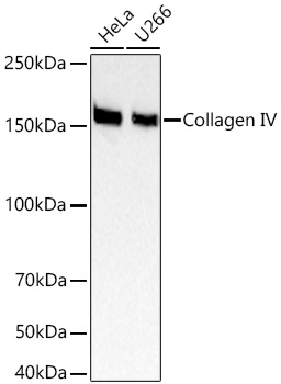 Western blot analysis of various lysates using Collagen IV Rabbit mAb at 1:1000 dilution incubated overnight at 4℃.|Secondary antibody: HRP-conjugated Goat anti-Rabbit IgG (H+L) at 1:10000 dilution.|Lysates/proteins: 25 μg per lane.|Blocking buffer: 3% nonfat dry milk in TBST.|Detection: ECL Basic Kit.|Exposure time: 20 s.