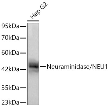 Western blot analysis of lysates from Hep G2 cells using Neuraminidase/NEU1 Rabbit mAb at 1:1000 dilution incubated overnight at 4℃.|Secondary antibody: HRP-conjugated Goat anti-Rabbit IgG (H+L) at 1:10000 dilution.|Lysates/proteins: 25 μg per lane.|Blocking buffer: 3% nonfat dry milk in TBST.|Detection: ECL Basic Kit.|Exposure time: 30s.