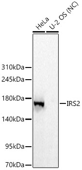 Western blot analysis of various lysates using IRS2 Rabbit mAbat 1:3000 dilution incubated overnight at 4°C.|Secondary antibody: HRP-conjugated Goat anti-Rabbit IgG (H+L) at 1:10000 dilution. |Lysates/proteins: 25 μg per lane.|Blocking buffer: 3% nonfat dry milk in TBST.|Detection: ECL Basic Kit|Negative control (NC): U-2 OS|Exposure time: 5 s.