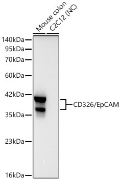 Western blot analysis of various lysates using CD326/EpCAM Rabbit mAb at 1:3000 dilution incubated overnight at 4℃.|Secondary antibody: HRP-conjugated Goat anti-Rabbit IgG (H+L) at 1:10000 dilution.|Lysates/proteins: 25 μg per lane.|Blocking buffer: 3% nonfat dry milk in TBST.|Detection: ECL Basic Kit.|Negative control (NC): C2C12.|Exposure time: 20 s.