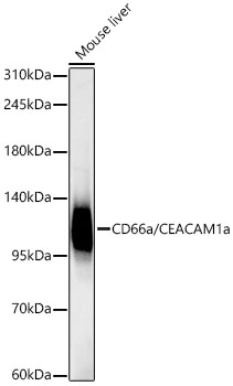 Western blot analysis of lysates from Mouse liver using CD66a/CEACAM1a Rabbit mAb at 1:5000 dilution.|Secondary antibody: HRP-conjugated Goat anti-Rabbit IgG (H+L) at 1:10000 dilution.|Lysates/proteins: 25 μg per lane.|Blocking buffer: 3% nonfat dry milk in TBST.|Detection: ECL Basic Kit.|Exposure time:30s.