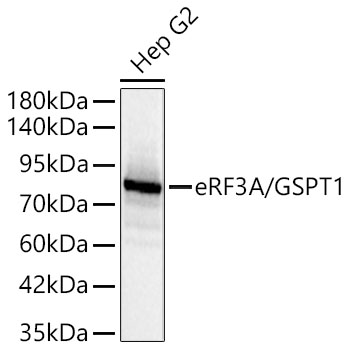 Western blot analysis of lysates from Hep G2 cells using eRF3A/GSPT1 Rabbit mAb at 1:10000 dilution.|Secondary antibody: HRP-conjugated Goat anti-Rabbit IgG (H+L) at 1:10000 dilution.|Lysates/proteins: 25 μg per lane.|Blocking buffer: 3% nonfat dry milk in TBST.|Detection: ECL Basic Kit.|Exposure time:1s.