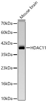 Western blot analysis of lysates from Mouse brain using HDAC11 Rabbit mAb at 1:1000 dilution incubated at room temperature for 1.5 hours.|Secondary antibody: HRP-conjugated Goat anti-Rabbit IgG (H+L) at 1:10000 dilution.|Lysates/proteins: 25 μg per lane.|Blocking buffer: 3% nonfat dry milk in TBST.|Detection: ECL Basic Kit.|Exposure time: 60 s.