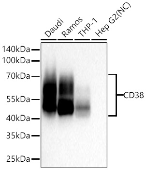 Western blot analysis of various lysates using CD38 Rabbit mAb at 1:3000 dilution incubated overnight at 4℃.|Secondary antibody: HRP-conjugated Goat anti-Rabbit IgG (H+L) at 1:10000 dilution.|Lysates/proteins: 25 μg per lane.|Blocking buffer: 3% nonfat dry milk in TBST.|Detection: ECL Basic Kit.|Negative control (NC): Hep G2|Exposure time: 20 s.