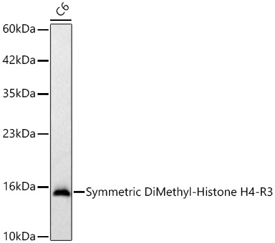 Western blot analysis of lysates from C6 cells using Symmetric DiMethyl-Histone H4-R3 Rabbit mAb at 1:1000 dilution incubated overnight at 4℃.|Secondary antibody: HRP-conjugated Goat anti-Rabbit IgG (H+L) at 1:10000 dilution.|Lysates/proteins: 25 μg per lane.|Blocking buffer: 3% nonfat dry milk in TBST.|Detection: ECL Basic Kit.|Exposure time: 10s.