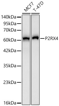 Western blot analysis of various lysates using P2RX4 Rabbit mAb at 1:1000 dilution.| Secondary antibody: HRP-conjugated Goat anti-Rabbit IgG (H+L) at 1:10000 dilution.| Lysates / proteins: 25 μg per lane.| Blocking buffer: 3 % nonfat dry milk in TBST.| Detection: ECL Basic Kit.| Exposure time: 90s.