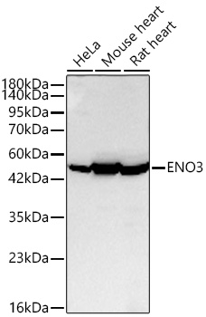 Western blot analysis of various lysates using ENO3 Rabbit mAb at 1:3000 dilution incubated overnight at 4℃.|Secondary antibody: HRP-conjugated Goat anti-Rabbit IgG (H+L) at 1:10000 dilution.|Lysates/proteins: 25 μg per lane.|Blocking buffer: 3% nonfat dry milk in TBST.|Detection: ECL Basic Kit.|Exposure time: 30s.