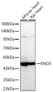 Western blot analysis of various lysates using ENO3 Rabbit mAb at 1:10000 dilution incubated overnight at 4℃.|Secondary antibody: HRP-conjugated Goat anti-Rabbit IgG (H+L) at 1:10000 dilution.|Lysates/proteins: 25 μg per lane.|Blocking buffer: 3% nonfat dry milk in TBST.|Detection: ECL Basic Kit.|Exposure time: 0.8s.