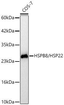 Western blot analysis of lysates from COS-7 cells using HSPB8/HSP22 Rabbit mAb at 1:5000 dilution.|Secondary antibody: HRP-conjugated Goat anti-Rabbit IgG (H+L) at 1:10000 dilution.|Lysates/proteins: 25 μg per lane.|Blocking buffer: 3% nonfat dry milk in TBST.|Detection: ECL Basic Kit.|Exposure time: 45s.