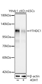 Western blot analysis of lysates from Ythdc1-cKO mouse ES cells, using [KO Validated] Ythdc1 Rabbit mAb at 1:1000 dilution incubated overnight at 4℃. Ythdc1-cKO mouse ES cells were treated by 4OHT. |Secondary antibody: HRP-conjugated Goat anti-Rabbit IgG (H+L) at 1:10000 dilution.|Lysates/proteins: 25 μg per lane.|Blocking buffer: 3% nonfat dry milk in TBST.|Detection: ECL Basic Kit.|Exposure time: 45s.