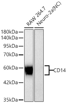 Western blot analysis of various lysates using CD14 Rabbit mAb at 1:2000 dilution incubated overnight at 4℃.|Secondary antibody: HRP-conjugated Goat anti-Rabbit IgG (H+L) at 1:10000 dilution.|Lysates/proteins: 25 μg per lane.|Blocking buffer: 3% nonfat dry milk in TBST.|Detection: ECL Basic Kit.|Negative control (NC): Neuro-2a.|Exposure time: 90 s.
