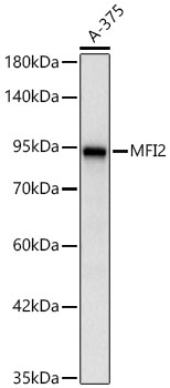 Western blot analysis of lysates from A-375 cells using MFI2 Rabbit mAb at 1:1000 dilution.|Secondary antibody: HRP-conjugated Goat anti-Rabbit IgG (H+L) at 1:10000 dilution.|Lysates/proteins: 25 μg per lane.|Blocking buffer: 3% nonfat dry milk in TBST.|Detection: ECL Basic Kit.|Exposure time: 20s.