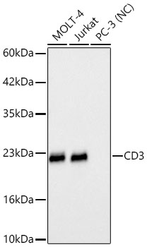 Western blot analysis of various lysates using CD3 Rabbit mAbat 1:1900 dilution incubated overnight at 4℃.|Secondary antibody: HRP-conjugated Goat anti-Rabbit IgG (H+L) at 1:10000 dilution.|Lysates/proteins: 25 μg per lane.|Blocking buffer: 3% nonfat dry milk in TBST.|Detection: ECL Basic Kit.|Negative control (NC): PC-3|Exposure time: 20s.