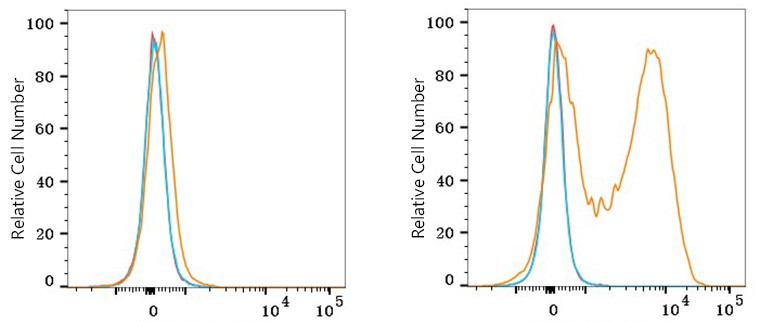 Flow cytometry: 1X10^6 293F cells (negative control,left) and 293F (Transfection,right) cells were surface-stained with IL23R Rabbit mAb or Rabbit IgG isotype control, followed by Alexa Fluor® 647 conjugated goat anti-rabbit pAb staining. Non-fluorescently stained cells were used as blank control (red line).