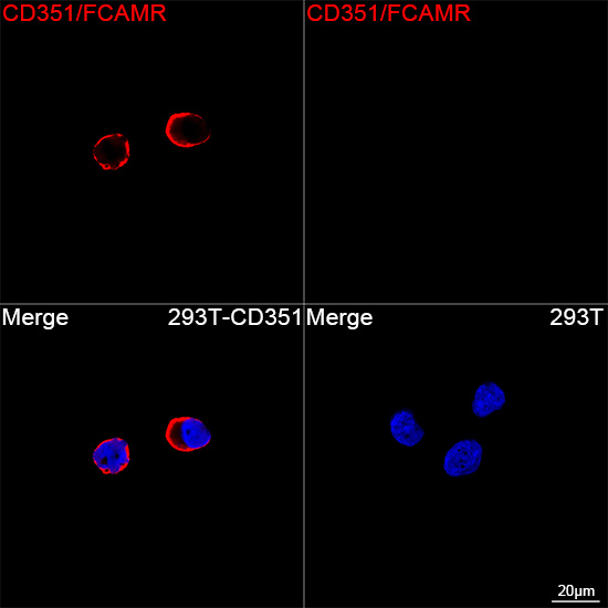 Confocal imaging of 293T cells transfected with CD351/FCAMR using CD351/FCAMR Rabbit mAb followed by a further incubation with Cy3 Goat Anti-Rabbit IgG (H+L) (Red). DAPI was used for nuclear staining (Blue). Objective: 100x.