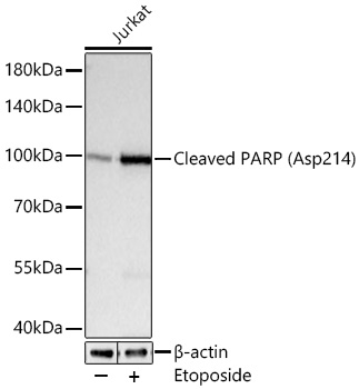 Western blot analysis of lysates from Jurkat cells using Cleaved PARP Rabbit mAb at 1:1000 dilution incubated overnight at 4℃. Jurkat cells were treated with Etoposide (25 μM) at 37℃ for 5 hours.|Secondary antibody: HRP-conjugated Goat anti-Rabbit IgG (H+L) at 1:10000 dilution.|Lysates/proteins: 30 μg per lane.| Blocking buffer: 3 % nonfat dry milk in TBST.| Detection: ECL Basic Kit.| Exposure time: 0.5s.