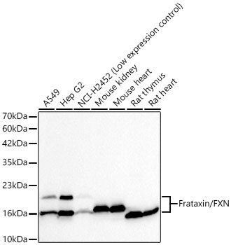 Western blot analysis of various lysates using Frataxin/FXN Rabbit mAb at 1:1000 dilution.| Secondary antibody: HRP-conjugated Goat anti-Rabbit IgG (H+L) at 1:10000 dilution.| Lysates / proteins: 25 μg per lane.| Blocking buffer: 3 % nonfat dry milk in TBST.| Detection: ECL Basic Kit.| Exposure time: 60s.