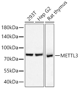 Western blot analysis of various lysates using [KD Validated] METTL3 Rabbit mAb at 1:5000 dilution incubated overnight at 4℃.|Secondary antibody: HRP-conjugated Goat anti-Rabbit IgG (H+L) at 1:10000 dilution.|Lysates/proteins: 25 μg per lane.|Blocking buffer: 3% nonfat dry milk in TBST.|Detection: ECL Basic Kit.|Exposure time: 1s.
