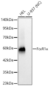 Western blot analysis of various lysates using FcεR1α Rabbit mAbat 1:1000 dilution incubated overnight at 4℃.|Secondary antibody: HRP-conjugated Goat anti-Rabbit IgG (H+L) at 1:10000 dilution.|Lysates/proteins: 25 μg per lane.|Blocking buffer: 3% nonfat dry milk in TBST.|Detection: ECL Basic Kit.|Negative control (NC): U-937|Exposure time: 10s.