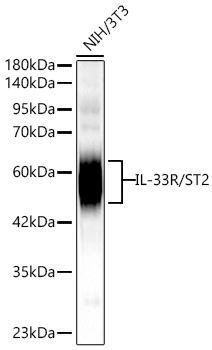 Western blot analysis of lysates from NIH/3T3 cells using IL-33R/ST2 Rabbit mAb at 1:1000 dilution incubated overnight at 4℃.|Secondary antibody: HRP-conjugated Goat anti-Rabbit IgG (H+L) at 1:10000 dilution.|Lysates/proteins: 25 μg per lane.|Blocking buffer: 3% nonfat dry milk in TBST.|Detection: ECL Basic Kit.|Exposure time: 45s.